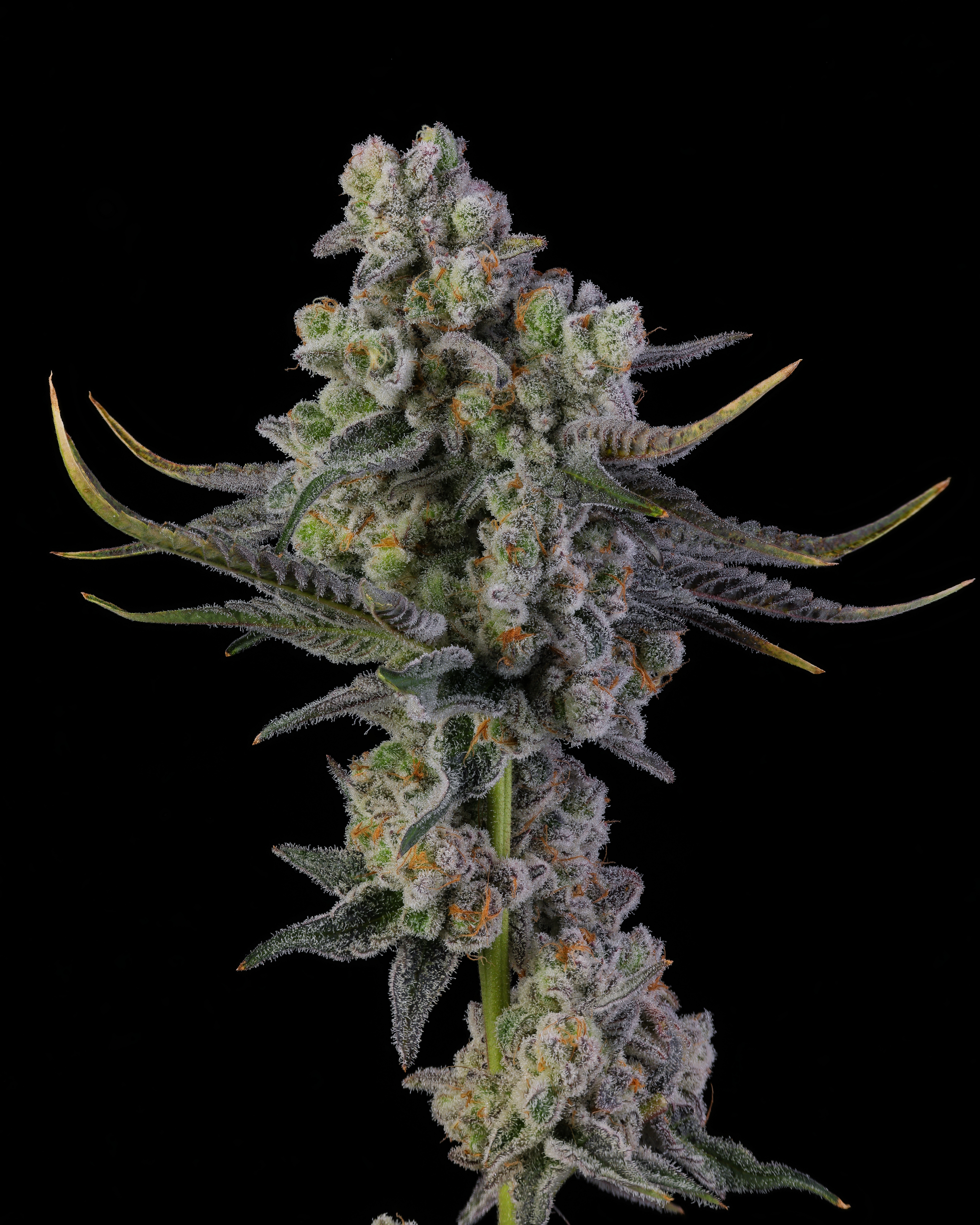 FLOWER-0583